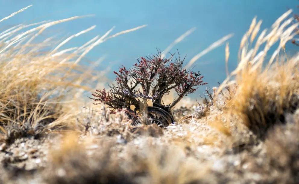 Cambio climático: La Secretaría de Ambiente de Rada Tilly invita a participar del primer Conversatorio