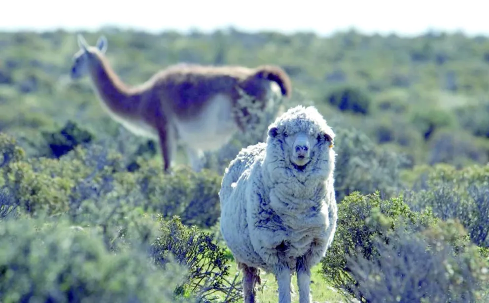 Desmienten superpoblación y amenaza  ambiental provocada por el guanaco