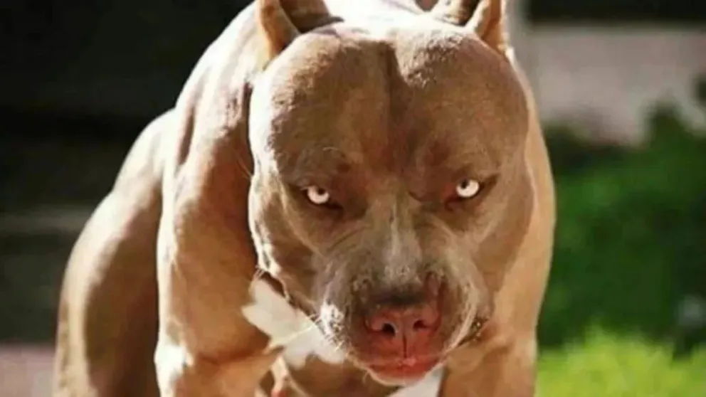 Nene de 7 años en grave estado por haber sido mordido en la cabeza por un perro Pitbull