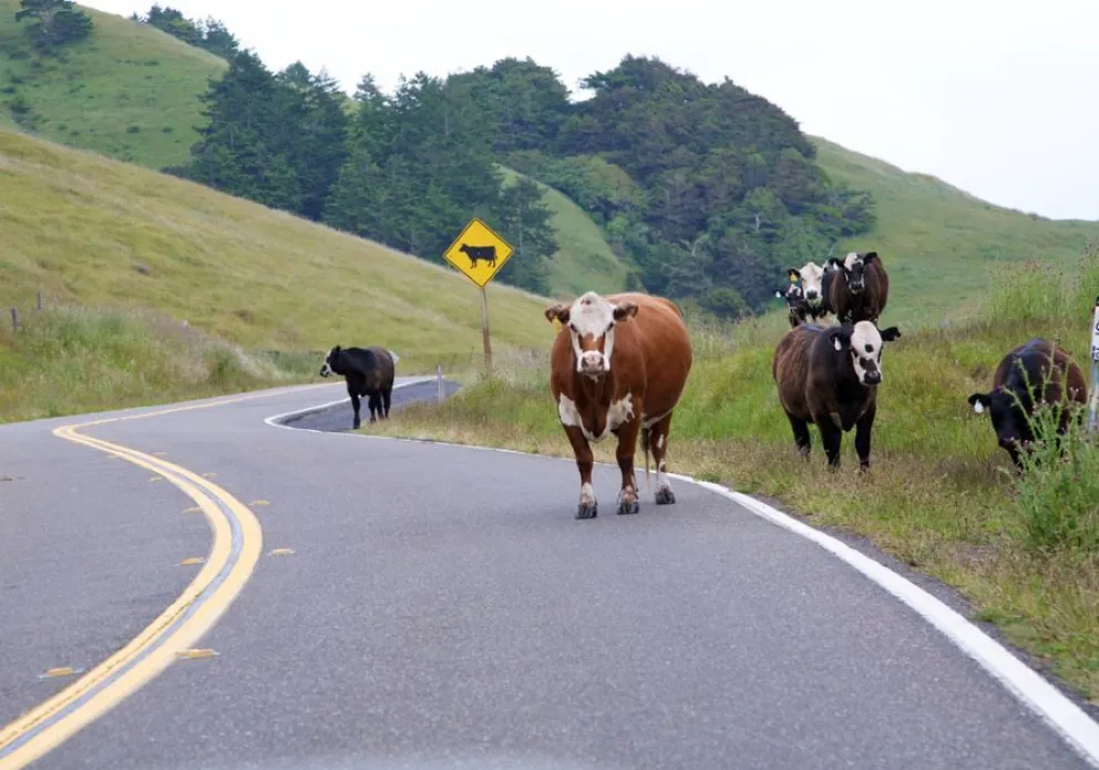 Animales sueltos en las rutas: recomendaciones para evitar siniestros viales