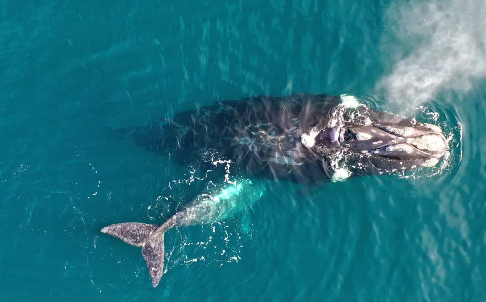 Monitorean los viajes de 10 ballenas francas en una nueva edición del proyecto “Siguiendo Ballenas” 