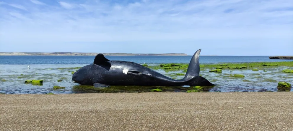 Marea roja: Murieron más de 70 ejemplares entre Ballenas y ballenatos