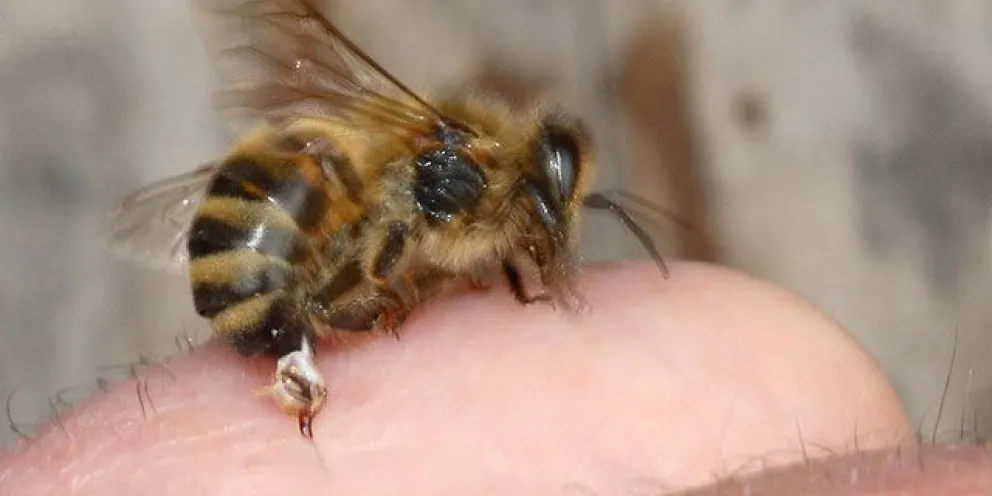 Un hombre murió tras ser picado por 150 abejas