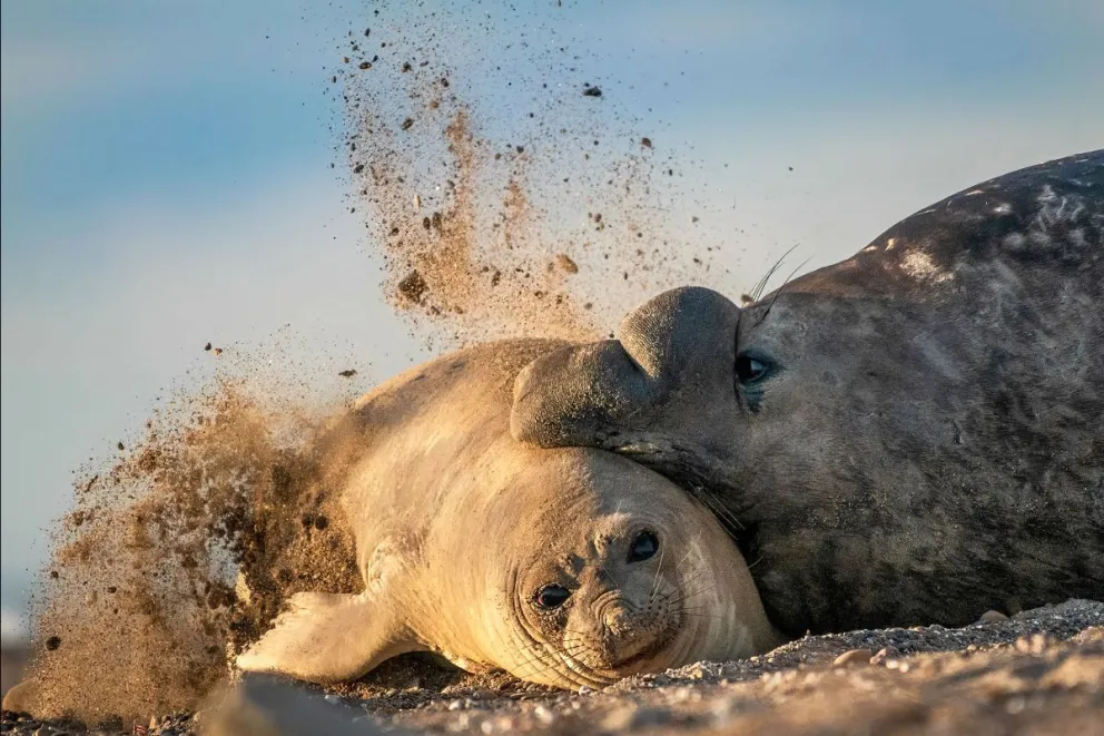Drástica caída de la cantidad de elefantes marinos en Península Valdés