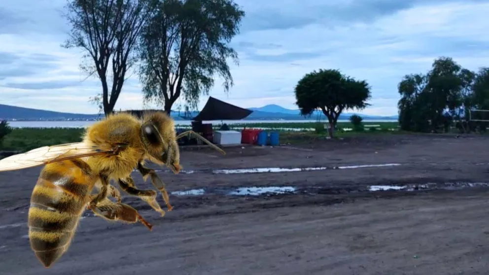 Salta: Detuvieron a dos hombres por arrojarles abejas a policías para evitar un desalojo