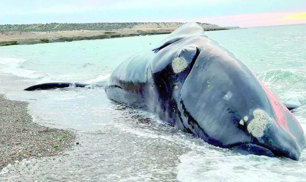 Muerte de ballenas en Chubut: qué es la “marea roja” y cómo puede afectar a los humanos