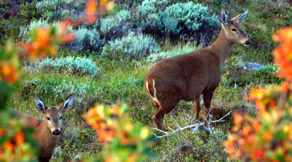 Presentan proyecto de conservación del huemul patagónico en la Embajada de Suiza