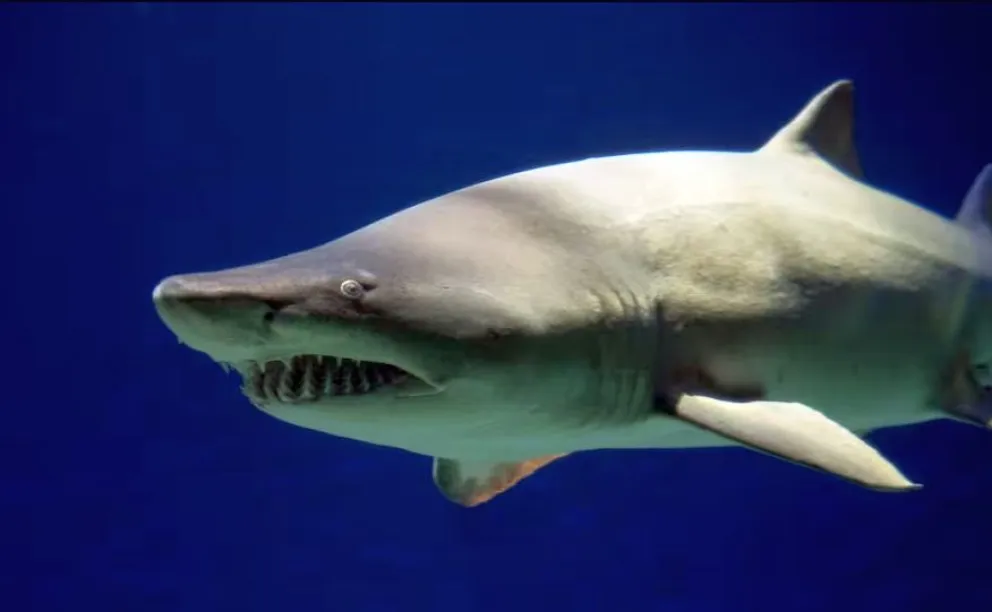 Tiburones en la Patagonia: qué especies habitan las costas de Chubut