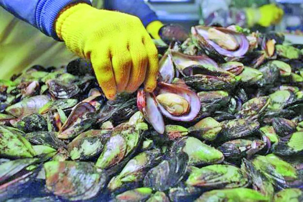 Pesca: Veda por Marea Roja en el Golfo Nuevo