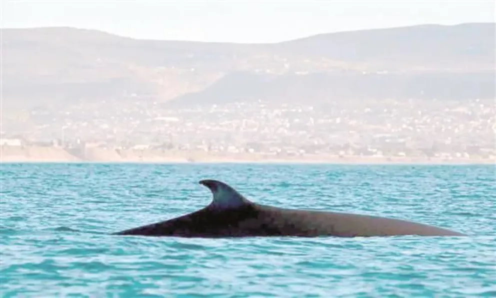 Comodoro Rivadavia se prepara para un turismo de cara al mar