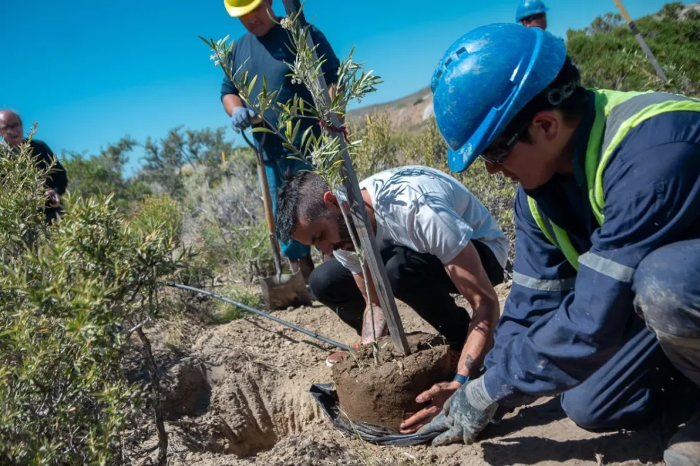 La SCPL, el INBIOP y el Centro de Jubilados inauguraron la plantación modelo de olivos en el Parque Astra irrigada con efluente tratado