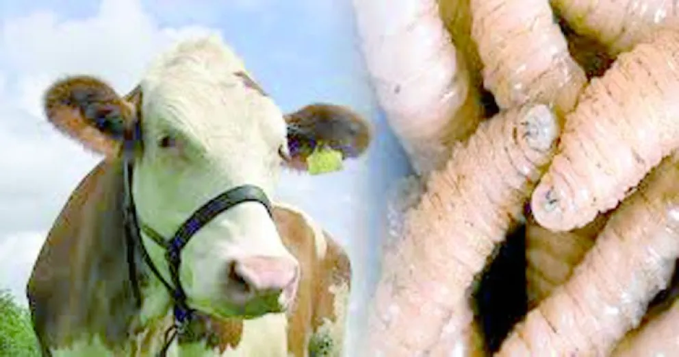 Alerta por un gusano devorador de carne viva de mamíferos