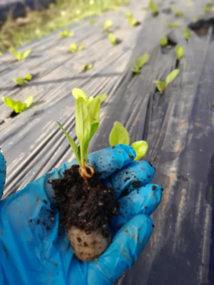 Provincia realiza pruebas de uso de fertilizantes orgánicos en cultivos hortícolas de la Cordillera