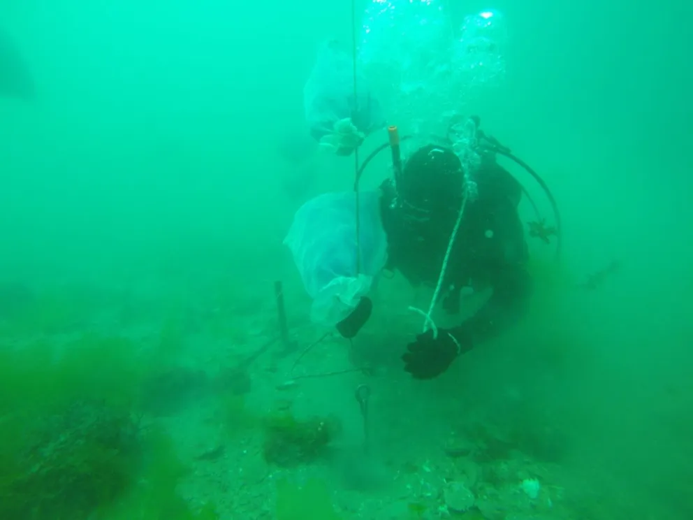 Pesca: primer proyecto de investigación sobre captación y repoblamiento de Vieira Tehuelche en el Golfo San José