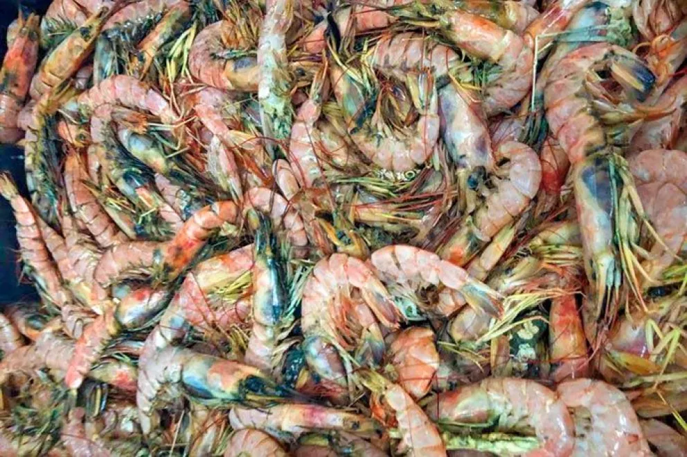 Bloqueo gremial habría permitido que se pudran 100 toneladas de langostinos