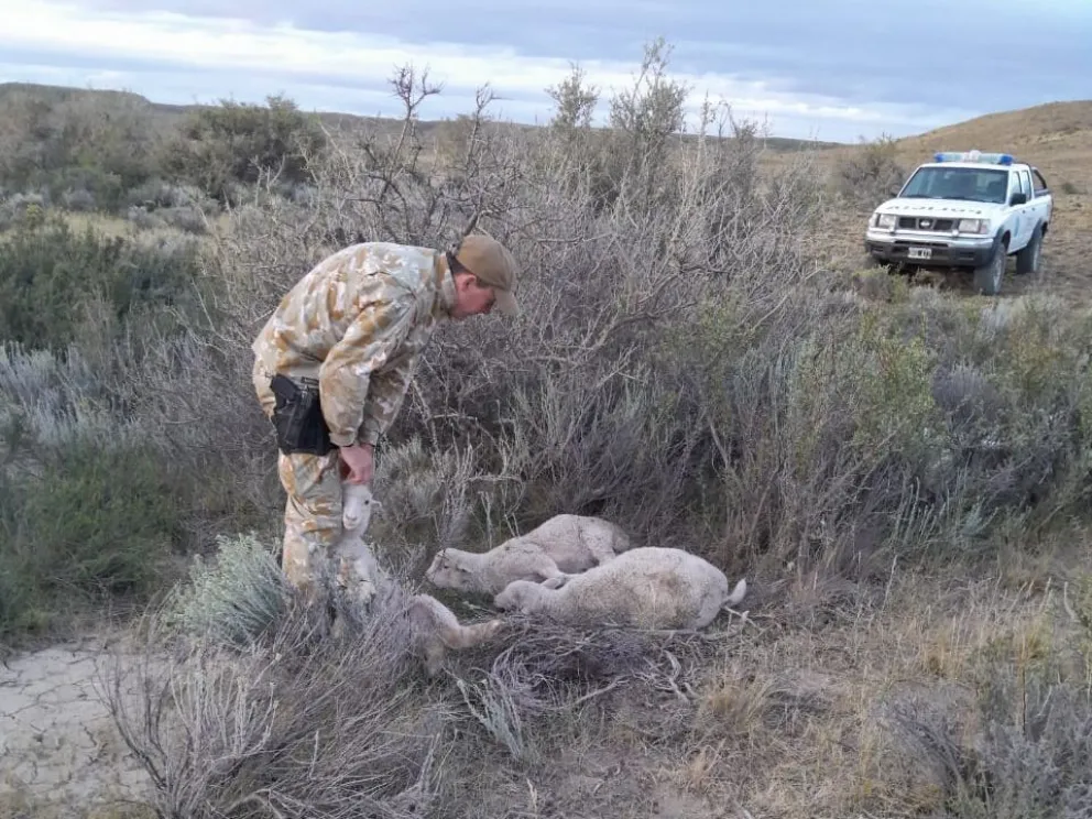 Golpe contra el abigeato en la zona de Deseado: Recuperan nueve ovinos maniatados y detienen a cuatro sospechosos