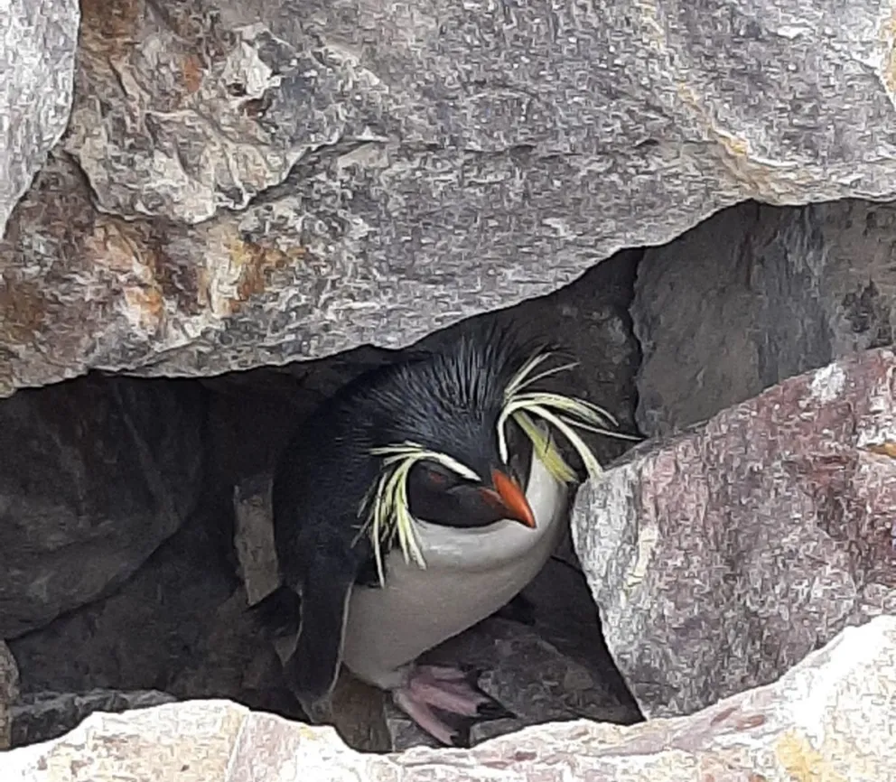 Encuentran pingüino "penacho amarillo" perdido en la zona del hospital Alvear