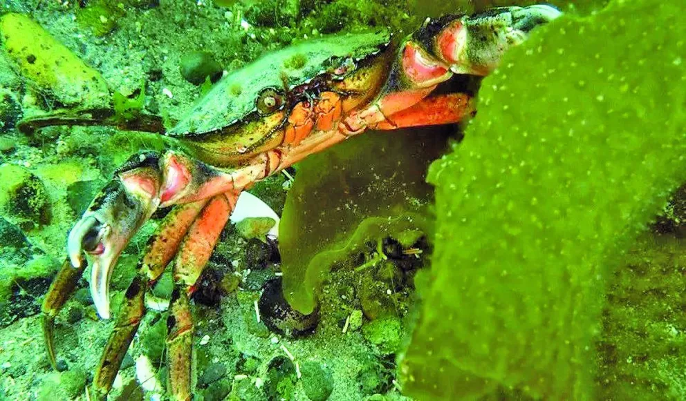 El cangrejo verde amenaza a las especies nativas patagónicas