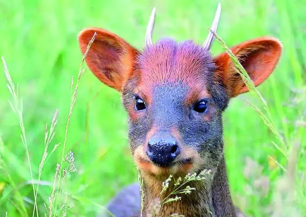 Inesperado avistaje en Los Alerces, de un pequeño ciervo en peligro de extinción