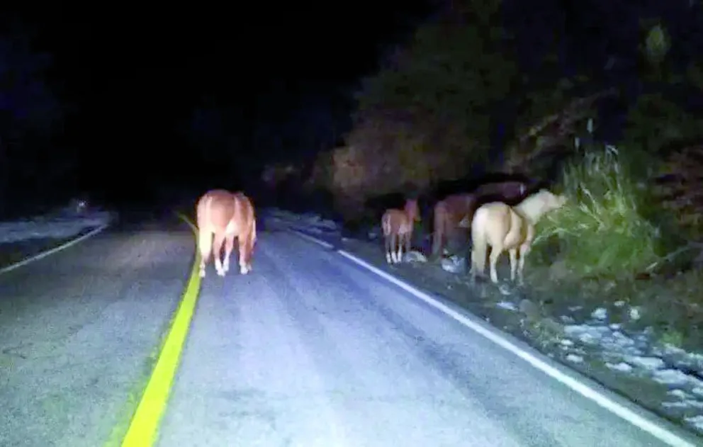 Espectacular vuelco tras el choque con dos caballos sueltos en ruta