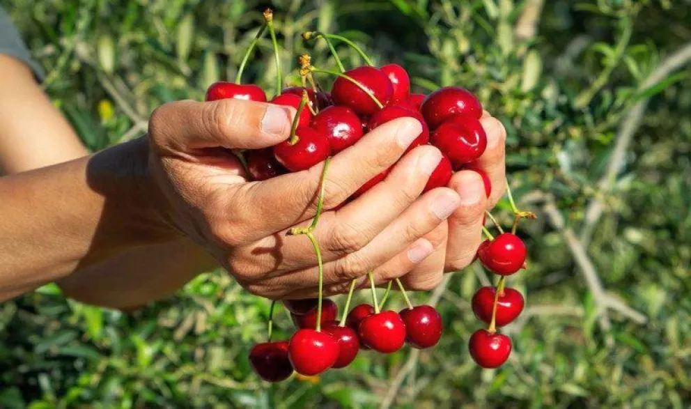 Fiesta de la Cereza en Gaiman: Una celebración del trabajo, la innovación y la calidad