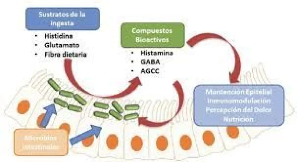 Crece el conocimiento sobre el rol de la microbiota en la salud y en la enfermedad