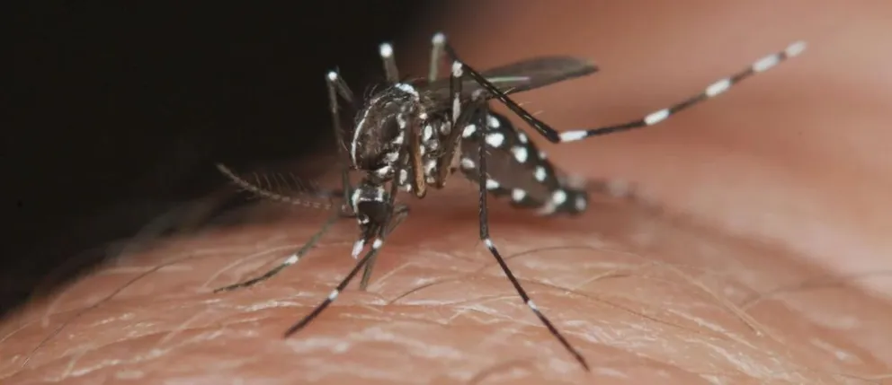 Alerta en Patagonia por propagación del dengue hacia la región fría