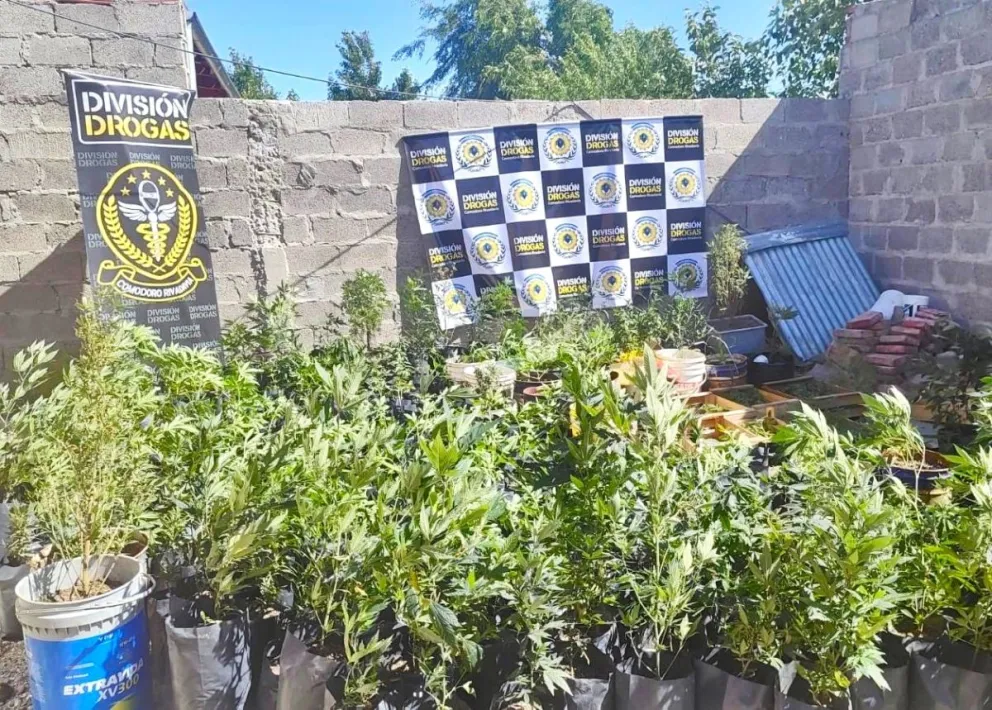 La Policía del Chubut secuestró más de 600 plantas de marihuana y desmanteló un punto de narcomenudeo en Comodoro