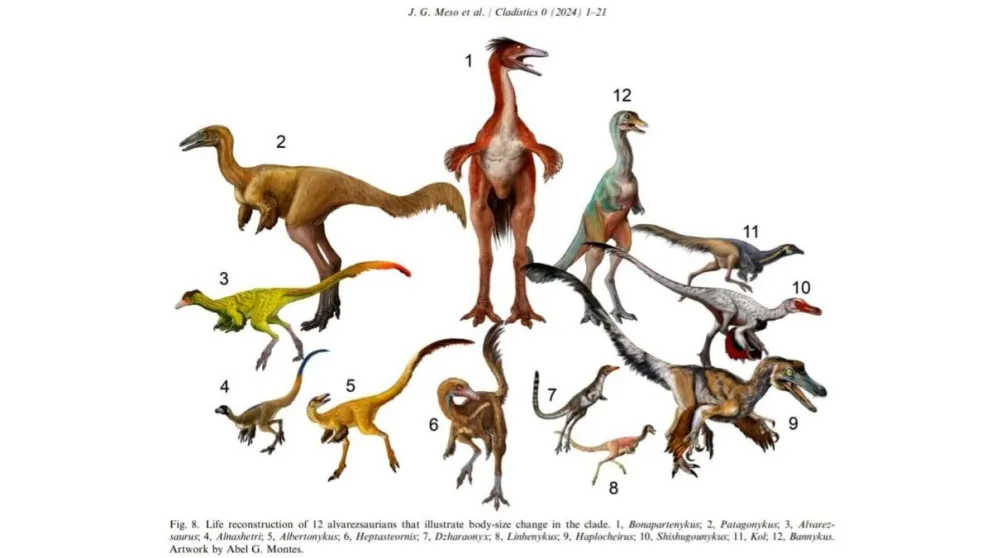 Argentina, tierra de alvarezsaurios: Claves para entender su evolución