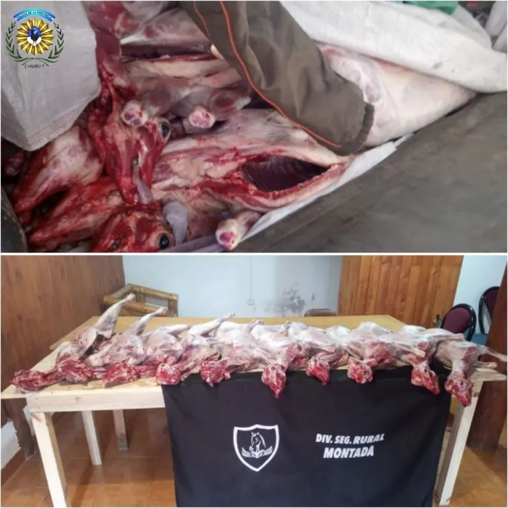  Intervención policial por una carga de corderos faenados