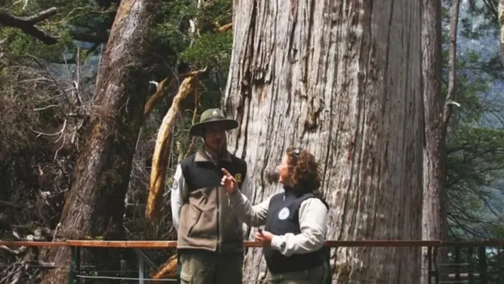 En Chubut está el segundo árbol más viejo del mundo: tiene 2.630 años y se puede ir a verlo