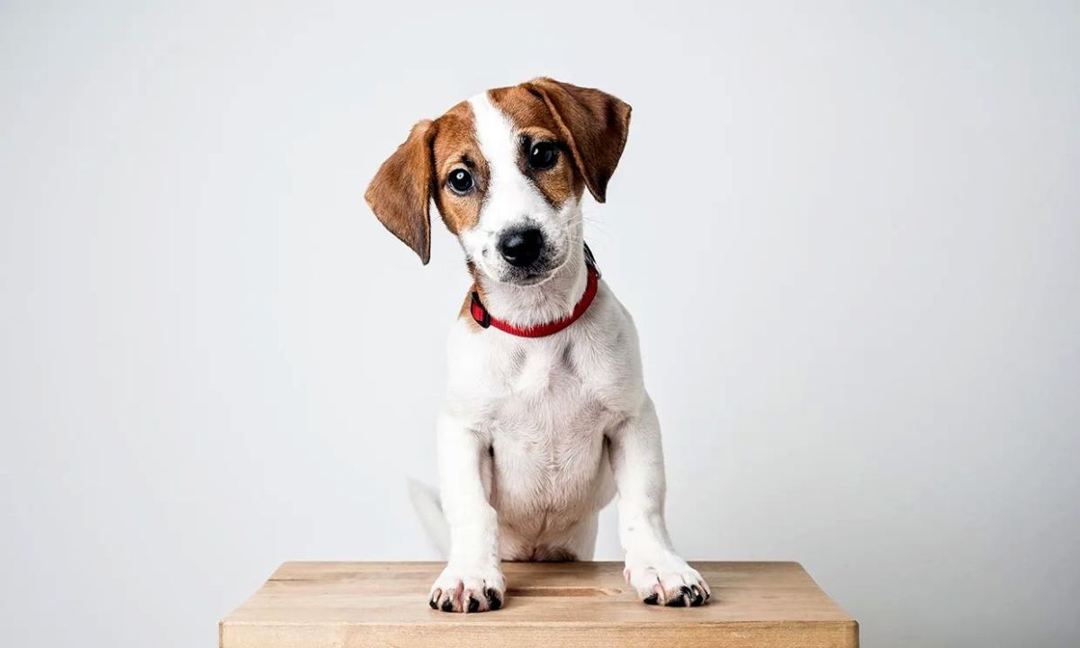 Proteccionistas invitan a una jornada de concientización sobre maltrato animal y derechos.