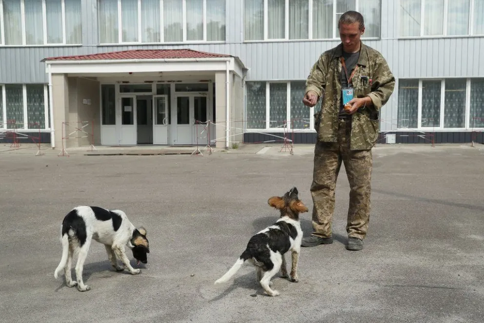Los perros abandonados en Chernóbil 