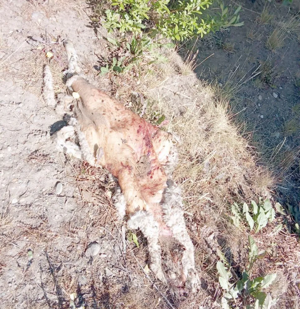 Detienen a dos personas por abigeato en la zona de Piedrabuena