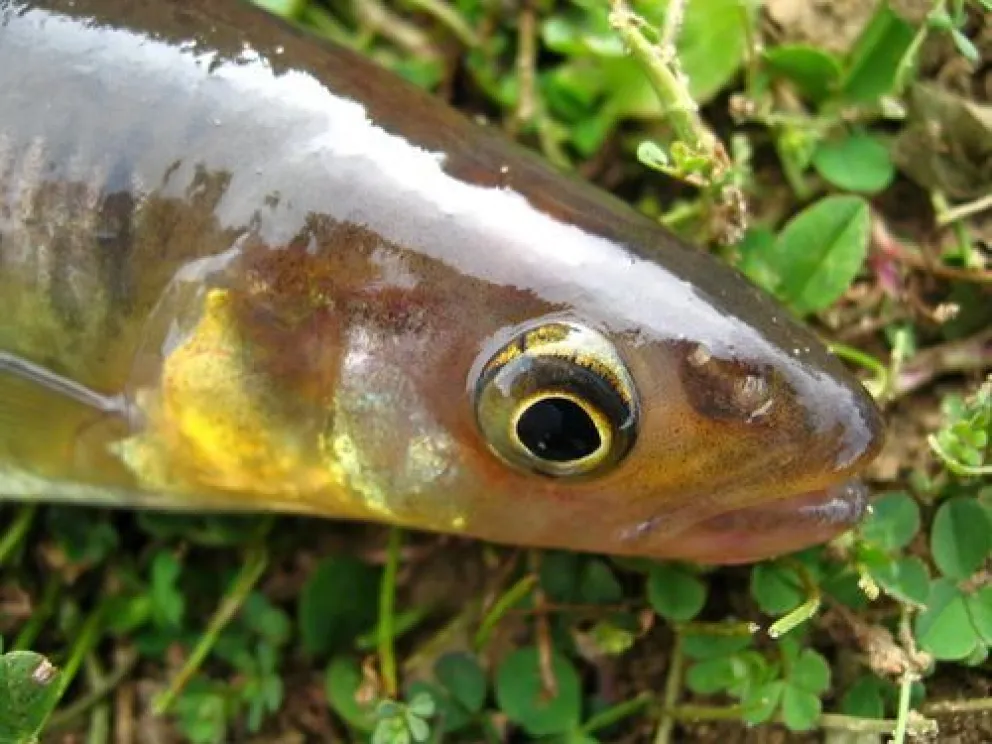 Descubren una nueva especie de pez de agua dulce en Tierra del Fuego