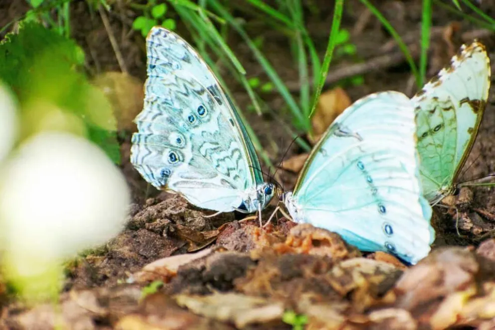 El insecto que en sus alas luce los colores de la nación: la mariposa Bandera Argentina