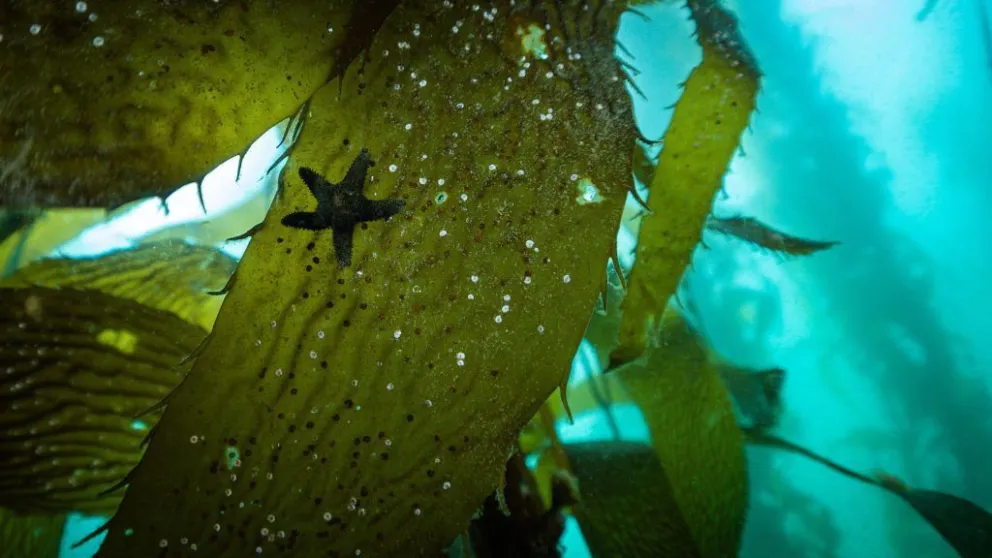 Santa Cruz: Un llamado a la protección de los bosques de macroalgas