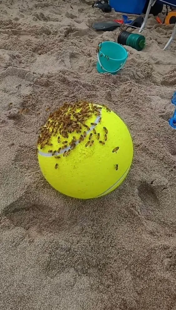  Miles de “inesperadas turistas” coparon sombrillas y pelotas en Las Grutas