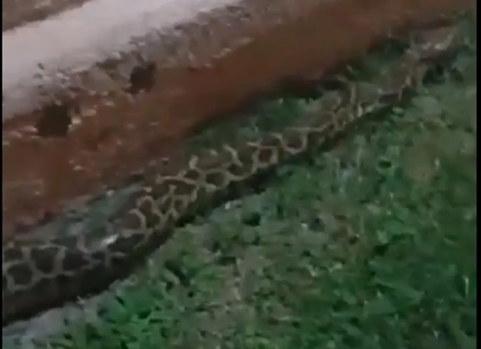Susto en Córdoba: un vecino encontró una serpiente pitón en su patio