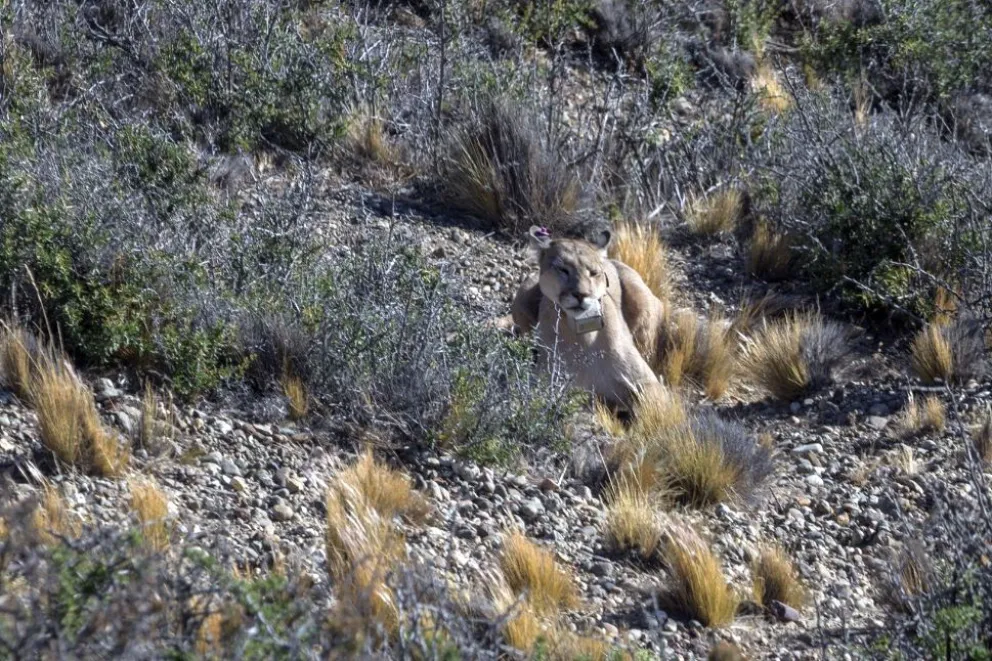 El avistaje de pumas se abre camino como alternativa turística en Patagonia