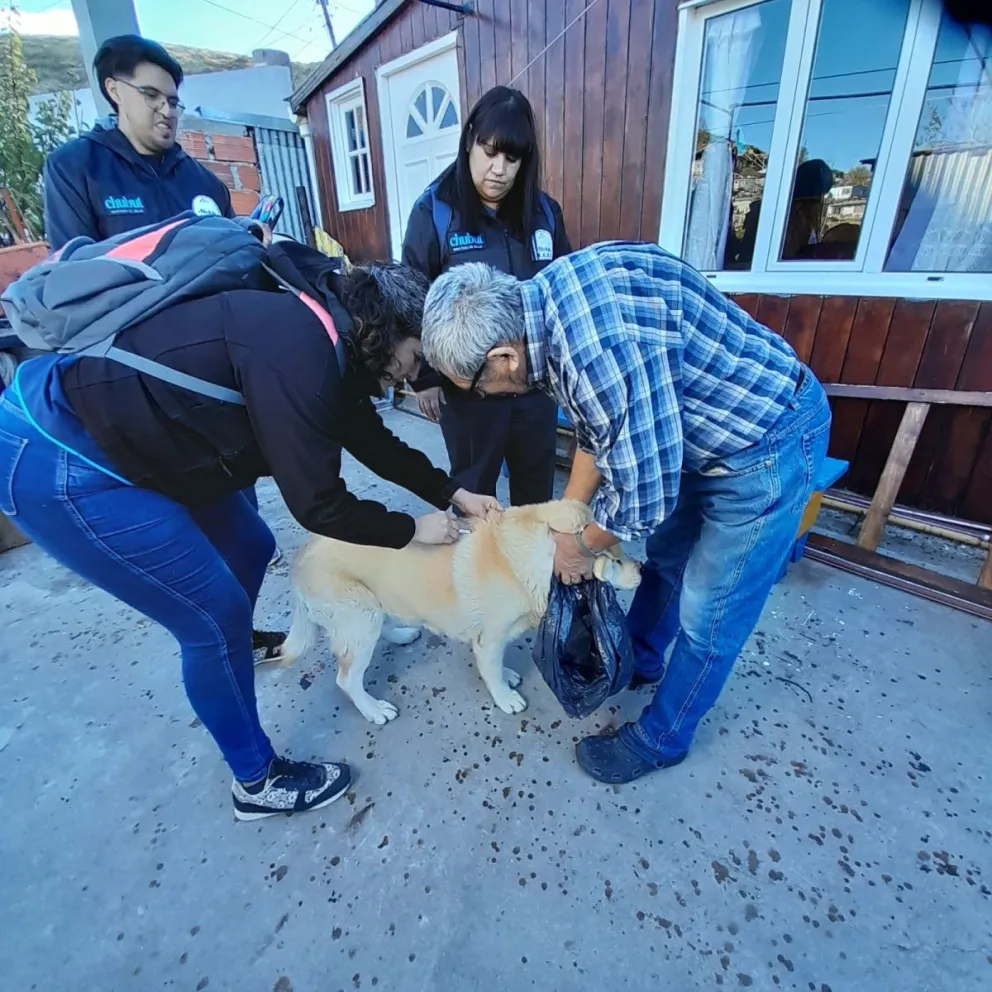 Chubut aplicó más de 18.000 vacunas antirrábicas de uso veterinario durante 2024