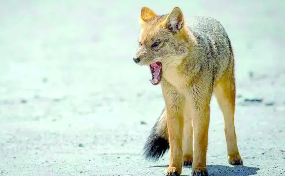 Alerta y comienzo de un urgente plan de vacunación por un zorro con rabia