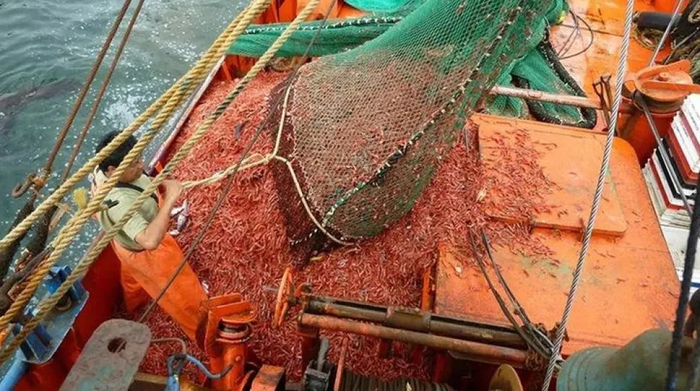 Provincia suspende la pesca de langostino en zonas clave por una semana