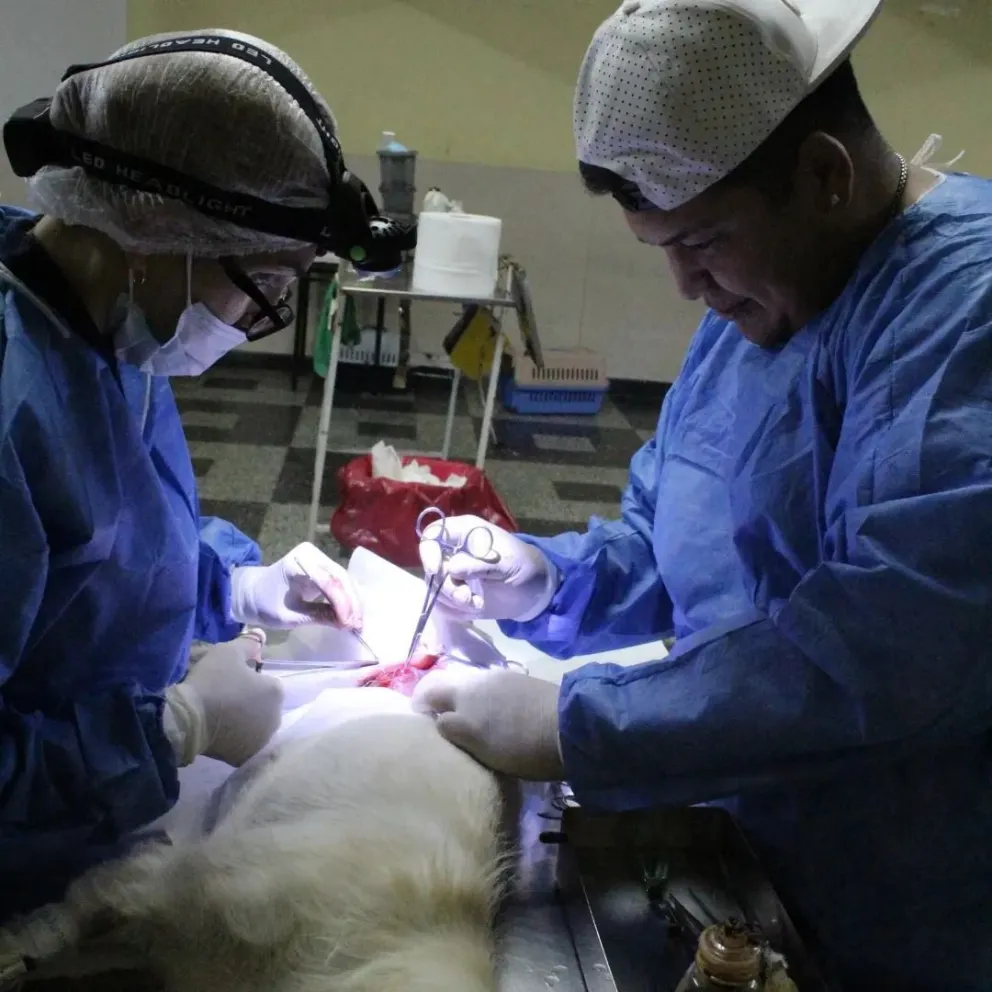 El tráiler de esterilización culmina esta semana en Km. 18 y la próxima estará en Stella Maris