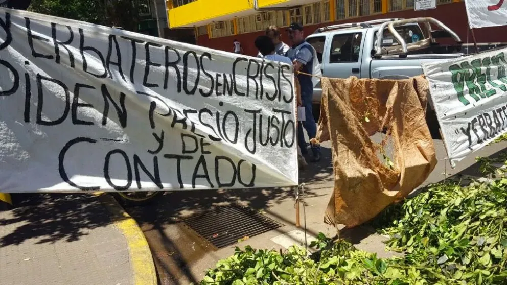 Yerbateros alertan por la desregulación de Milei: "Es el peor momento en los últimos 20 años"