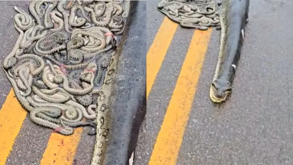 Tragedia en Brasil: Anaconda verde preñada muere atropellada y expulsa más de 100 crías en la ruta