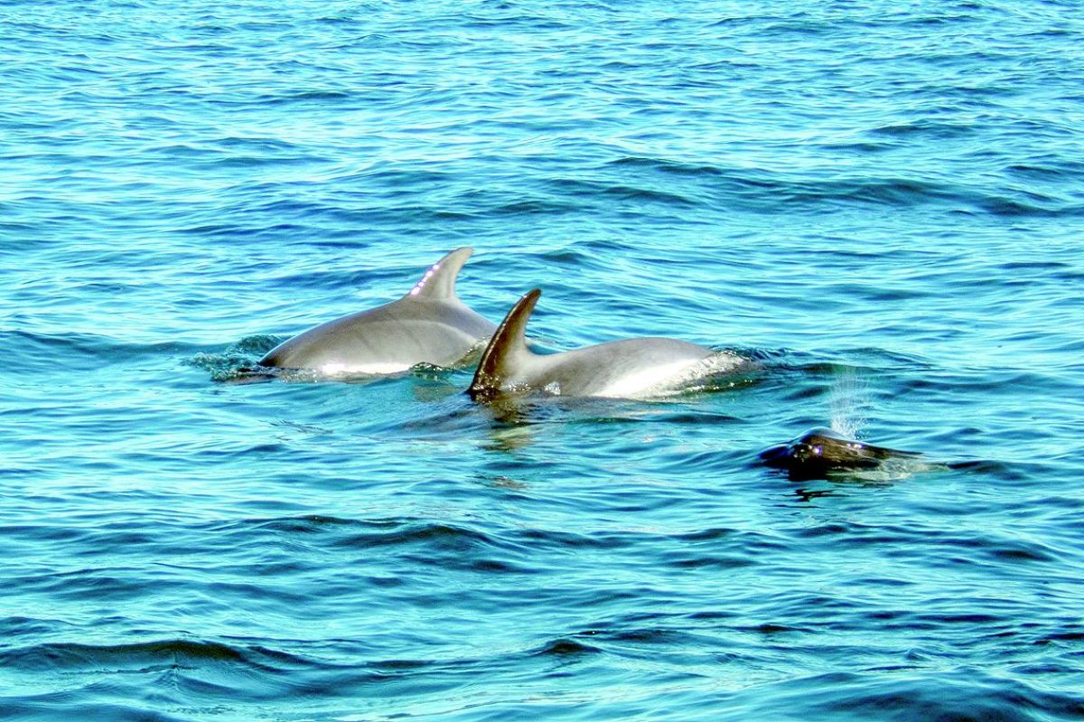 Delfín austral: el misterio Patagónico y su relación con los bosques sumergidos