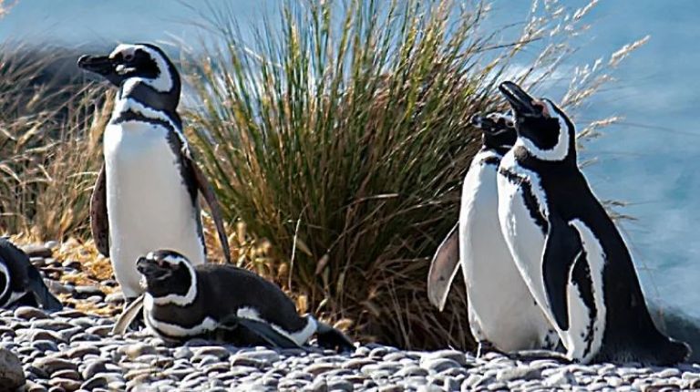 Chubut lleva sus atractivos a España en una nueva edición de la Feria Internacional de Turismo