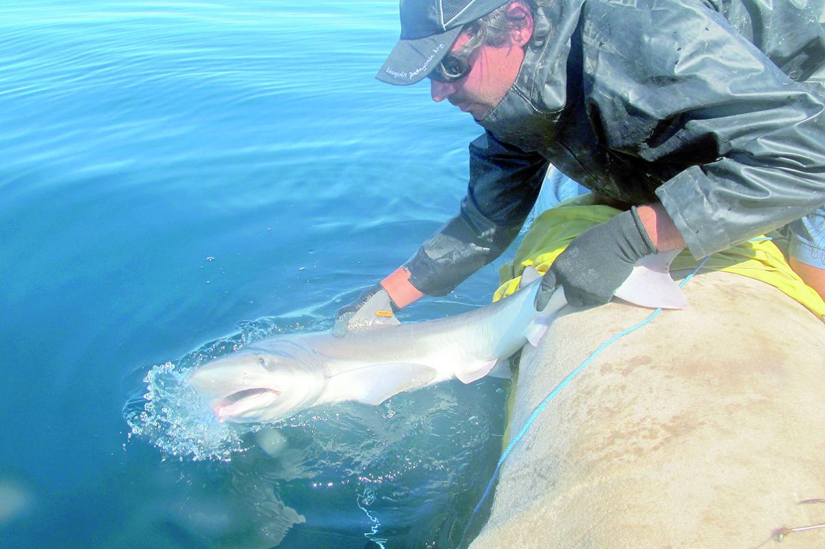 Proyecto Arrecife: conocer para cuidar los tiburones patagónicos