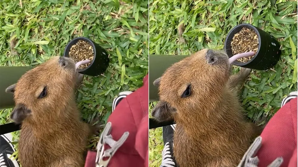 Más argentino no se consigue: Filmaron a un carpincho, ¡tomando mate!